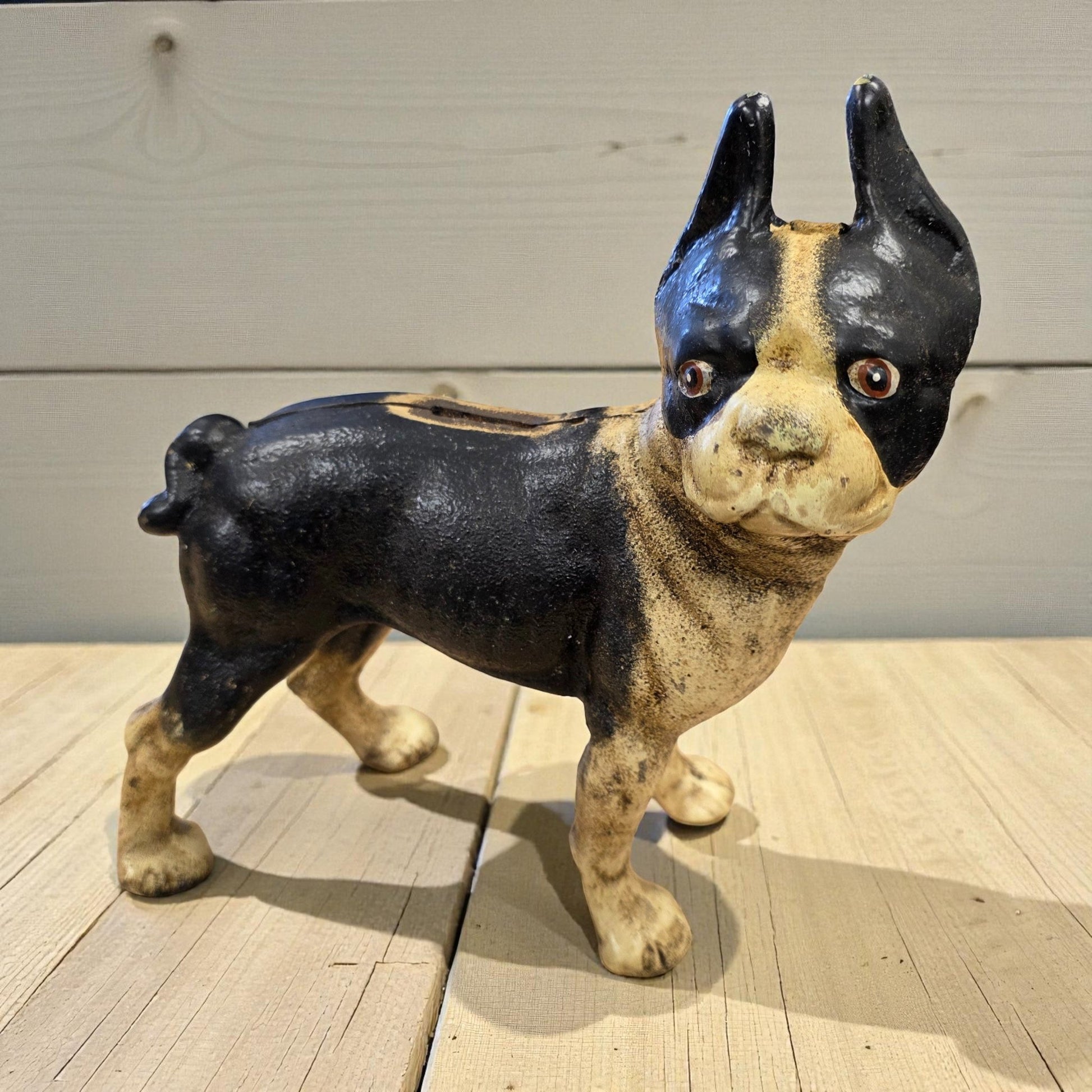 Boston Terrier Cast Iron Coin Bank With Painted Antique Finish (10" x 8") - Jones Peak